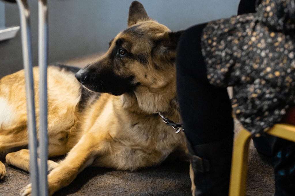A hearing assistance dog.
