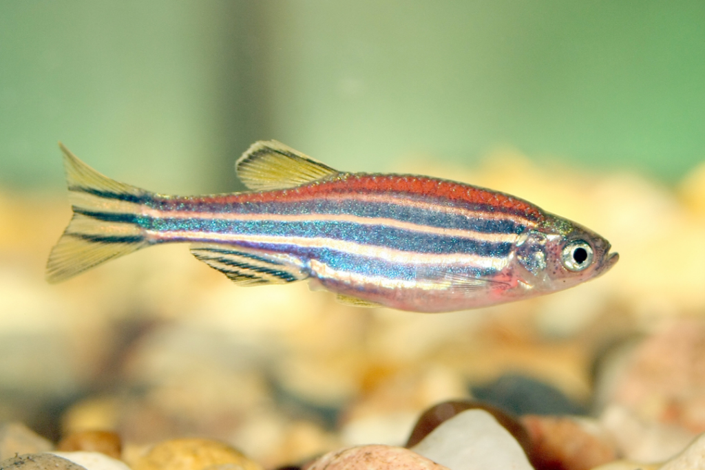 picture of a zebrafish swimming